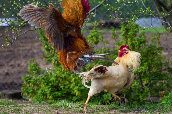 Cara Meningkatkan Pukulan Ayam Menjadi Cepat Dan Terarah